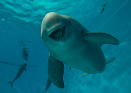 宮島水族館